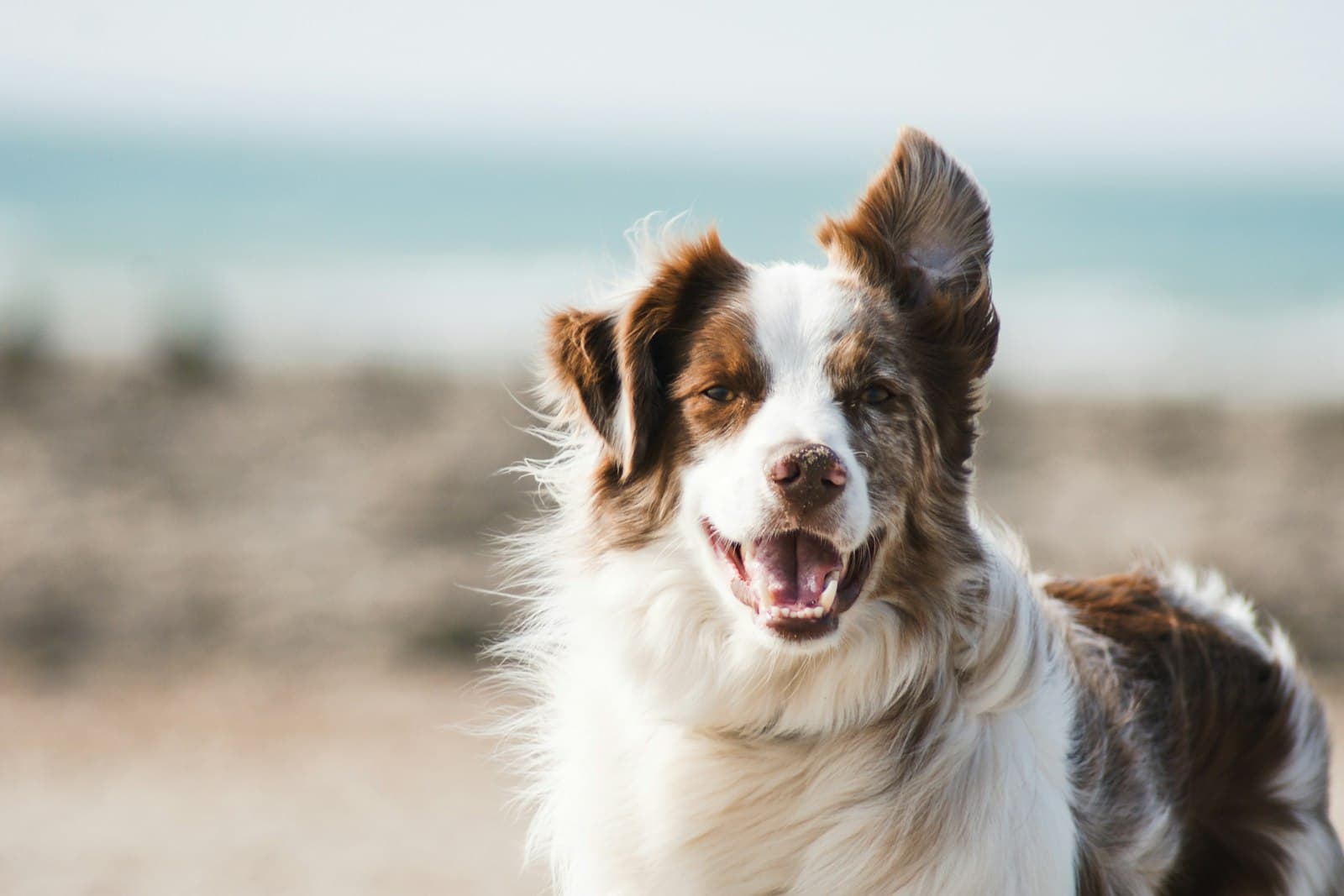 A smiling Australian shepherd