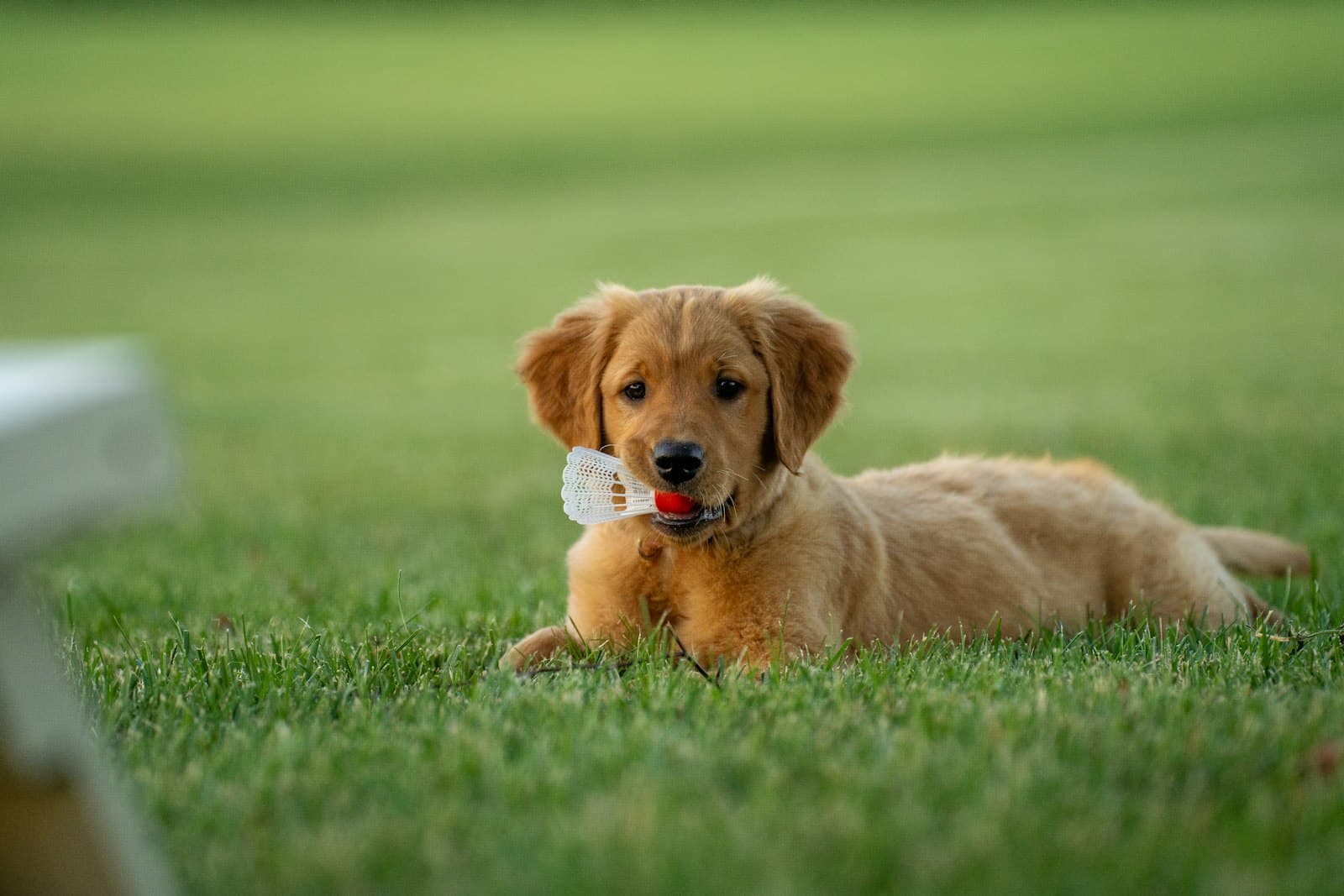 A golden puppy playing on the grass