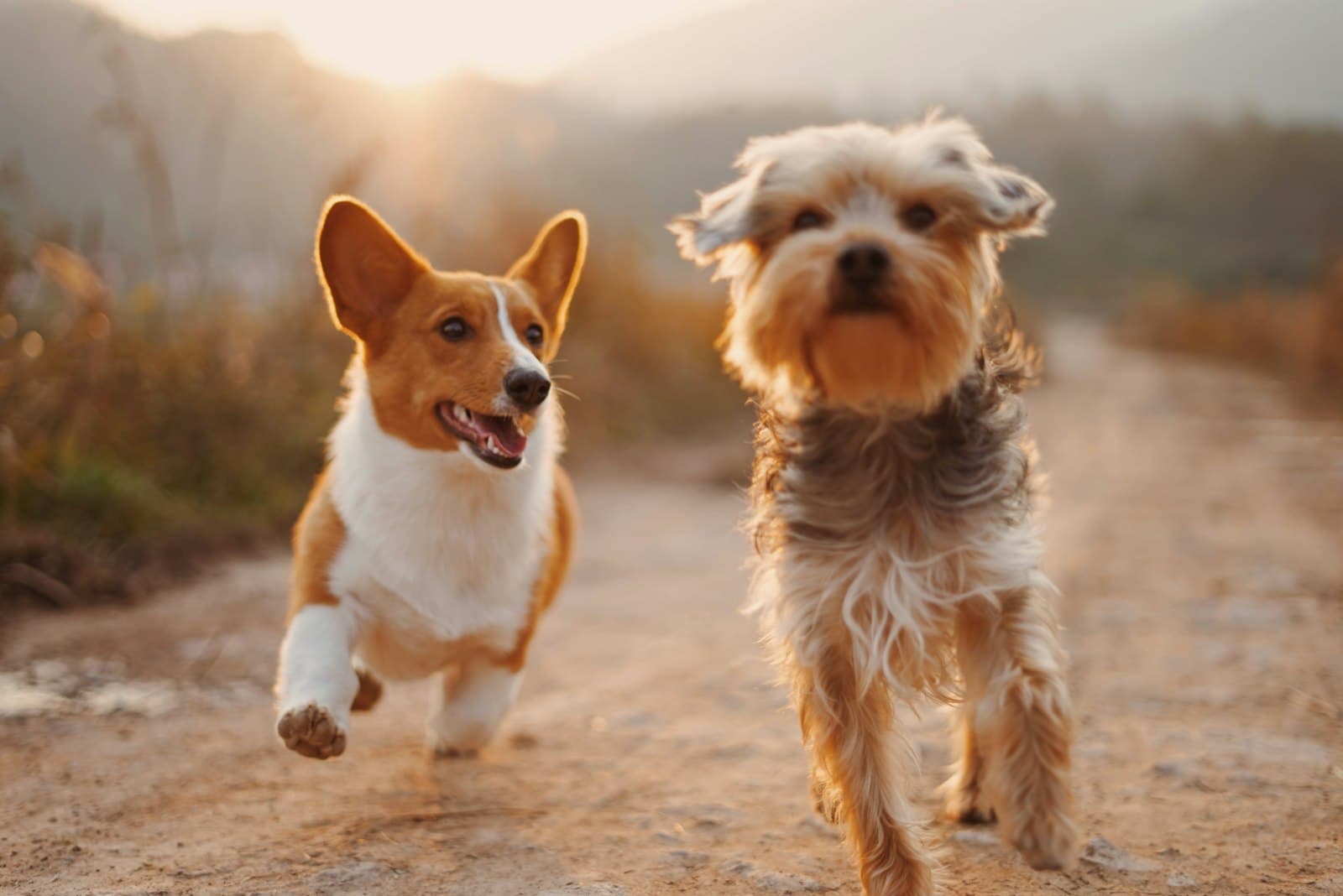 Two happy dogs running down a sunlit path